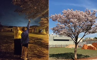 Árvore seca produz flores em instantes, após mulher profetizar: "Tive fé para isso"