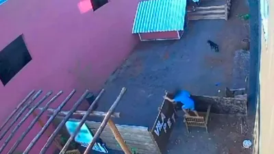 Criança de 9 anos invade hospital veterinário e mata 23 animais