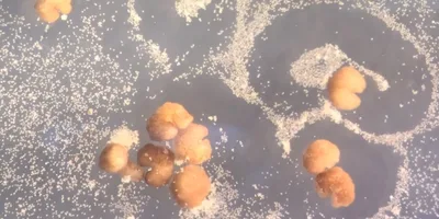 Cientistas anunciam robôs vivos capazes de se reproduzir