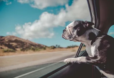 5 destinos nacionais para viagens com pets