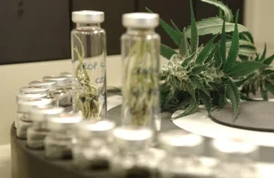 Canabidiol é liberado para tratar epilepsia