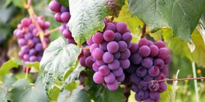 Verão: Tempo de frutos e intencionalidade