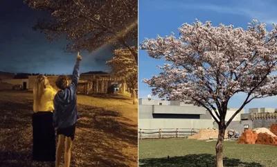 Após profecia, árvore seca produz flores em instantes