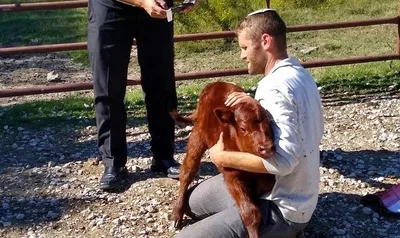 Sacrifício de novilha vermelha pode ocorrer em um ano em Jerusalém