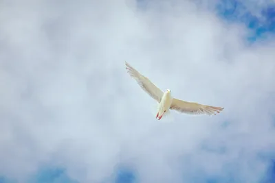 O que significa ser cheio do Espírito Santo?