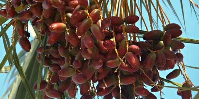 O plantador de tâmaras