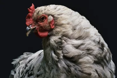 "A galinha foi criada antes do ovo", responde cientista conforme modelo criacionista