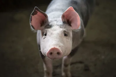 Dar o sagrado aos cães ou atirar pérolas aos porcos pode ser ofensivo. Tome cuidado!