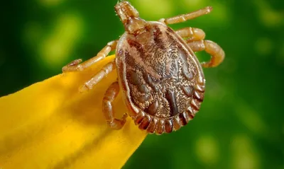Febre maculosa: entenda a doença que pode levar a óbito
