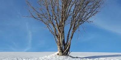 Inverno: Tempo de silêncio e fortalecimento interior