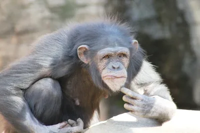 Um cristão pode ser evolucionista? É possível conciliar Deus com a Teoria da Evolução?