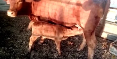Judeus anunciam nascimento de novilha vermelha em Israel; Animal está ligado a profecias | Notícias Gospel