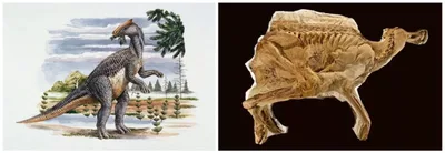 Estudioso: descoberta de fóssil de dinossauro ameaça teoria da evolução