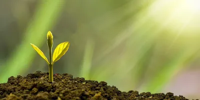 A psicologia, a semeadura e terra fértil