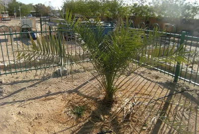 Semente com 2 mil anos é usada para reviver árvore extinta em Israel