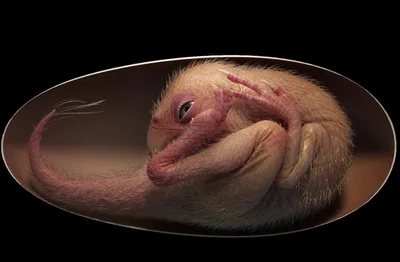 Cientistas encontram ovo com “bebê dinossauro” preservado