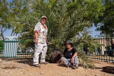 Árvore extinta da época de Jesus é revivida de uma semente de 2.000 anos