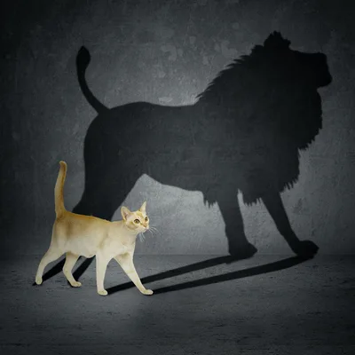 O gatinho que sonhou ser leão