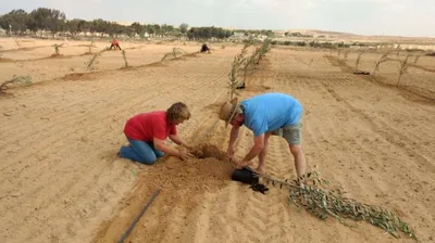 Para reconstruir Israel, cristãos querem plantar até 20 mil árvores por ano