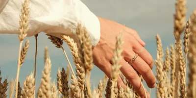 Seja fiel no deserto e veja seu milagre florescer