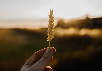 A semente e a propagação do Evangelho