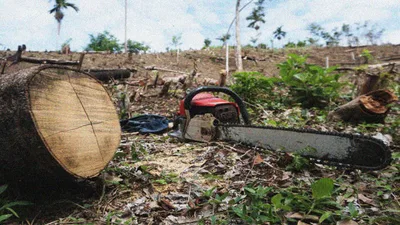 Special Tree cutting at earthballing permits ng DENR sa Palawan, binatikos ng SPM - VeritasPH