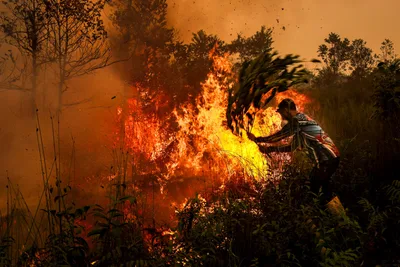 Burned forests in Indonesia must not become mines or plantations, Church warns