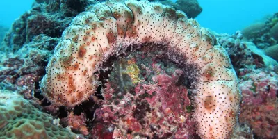 Mamamayan, binalaan sa pagkain ng sea cucumbers