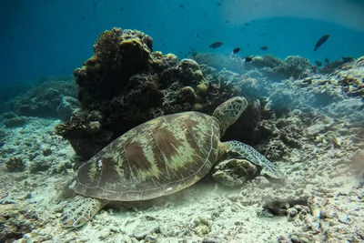 Reef collapse warning raises pressure to curb fossil fuel expansion in Coral Triangle