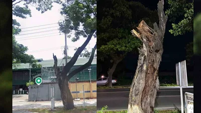 Siyentipiko at legal na pamamahala sa mga punongkahoy, mahalaga sa “tree pruning” - VeritasPH