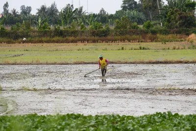 Climate change, upstream dams force new farming strategies in Mekong Delta