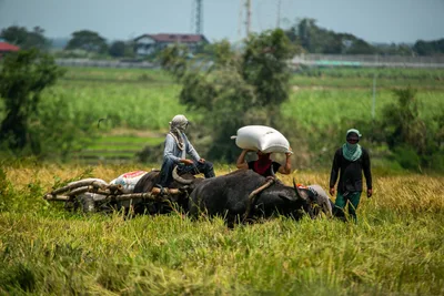 Philippine agriculture hits record-low GDP share amid rising food insecurity — IBON