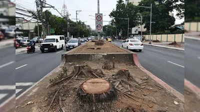 Pagputol ng malalaking puno sa Quirino avenue, kinondena ng Caritas Philippines - VeritasPH