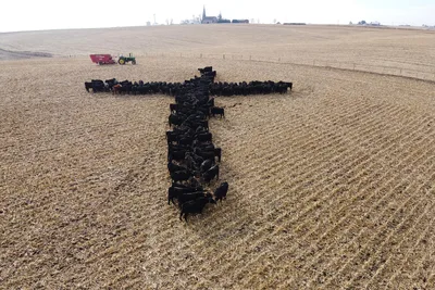 Iowa priest-photographer surprised by appeal of viral cattle cross image