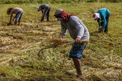 Farmers slam DA’s ‘crumbs,’ demand real support despite reported sector growth