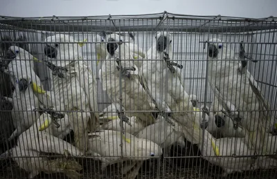 UN: Over 4,000 wildlife species still threatened by illegal trafficking despite global conservation efforts
