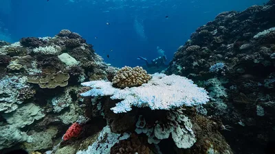 World crosses first climate tipping point; climate group urges action ahead of COP30
