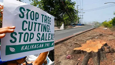 Pansamantalang pagpapahinto sa tree-cutting sa QUIRINO avenue, kinilala ng Kalikasan PNE - VeritasPH