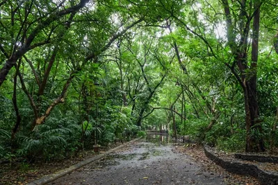 Church group lauds declaration of Arroceros as ‘permanent forest park’