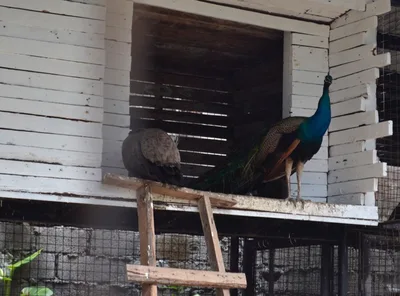 Parish turns garbage dump into mini zoo