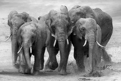 An Indian woman became a nun…because of elephants?