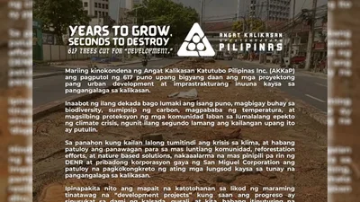 Pagputol ng mga puno sa Quirino Avenue, kinundena ng AKKaP - VeritasPH