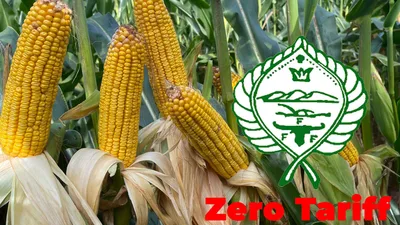 Zero tariff sa mais, tinututulan ng FFF - VeritasPH