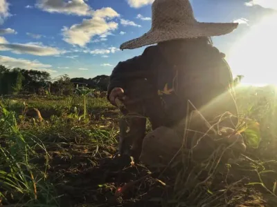 Farmers say Marcos Jr. policies worsened the food crisis