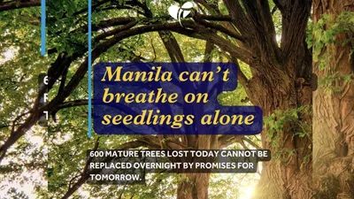 Pamumutol ng puno sa ngalan ng urban development, ikinababahala ng LLS - VeritasPH