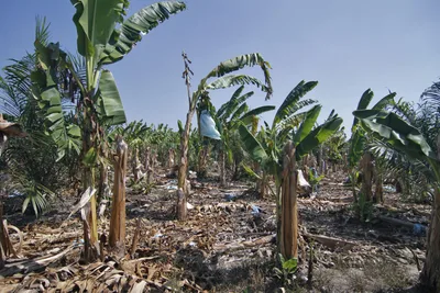 Survey says most Filipinos experienced impacts of climate change