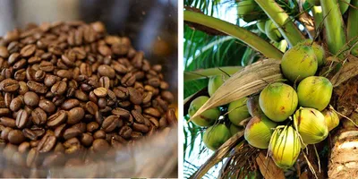 Pagpapaunlad sa coconut at coffee industry, isinusulong ng mga mamumuhunan