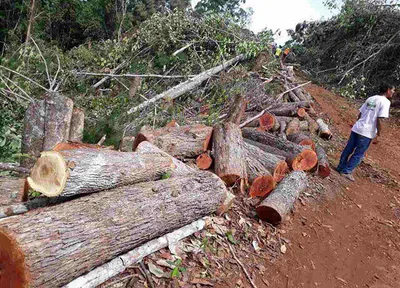 Bishop cries foul after mining firm clears forest in Palawan