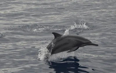 Marine life protection vowed amid dolphin decline in Tañon Strait