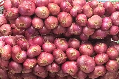 Caritas PH calls for more gov’t support to onion farmers